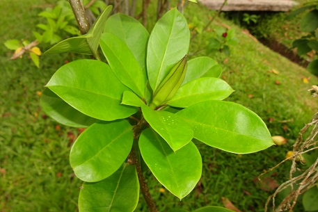 Solandra Longiflora